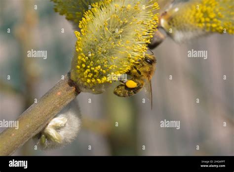Bee On A Blossom Of Pussy Willow In A Garden In Austria Europe Stock Photo Alamy