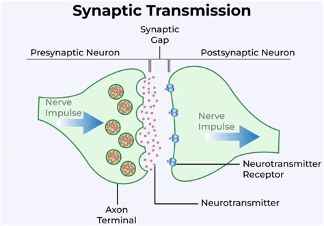 Difference Between Presynaptic Neuron And Postsynaptic Neuron