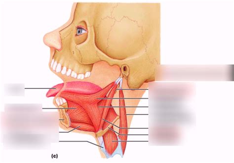 Extrinsic Muscles Of The Tongue Diagram Quizlet