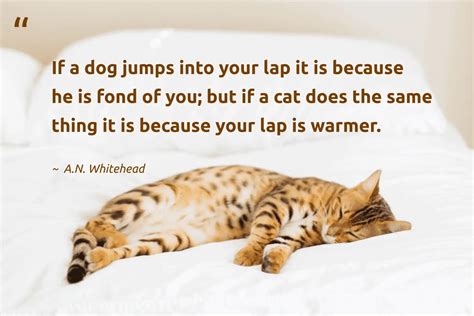 Really Funny Cat Quotes