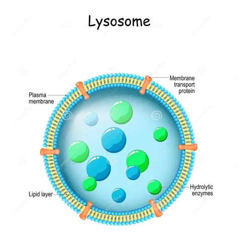 Lysosomes Definition Types Function Discover Structure 2024