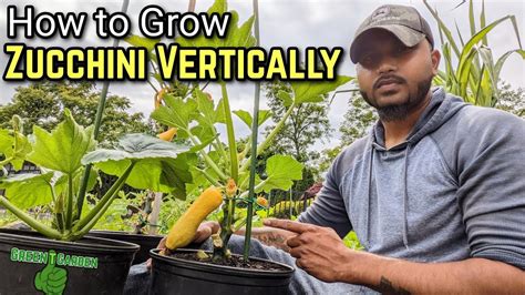 How To Grow Zucchini Vertically Step By Step Guide 2024