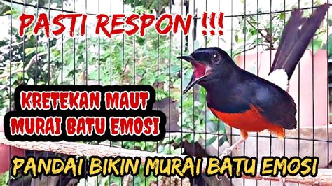 Pancingan Murai Batu Gacor Emosi ‼️ Bikin Murai Batu Apapun Langsung Bunyi Dan Emosi Youtube