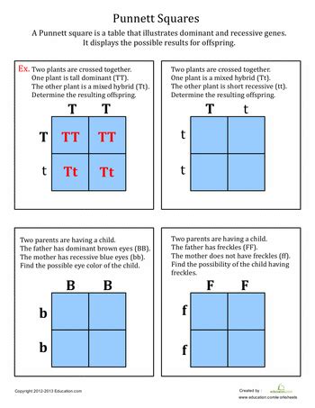 Science Punnett Squares