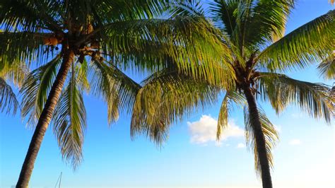 X Wallpaper Coconut Trees Peakpx