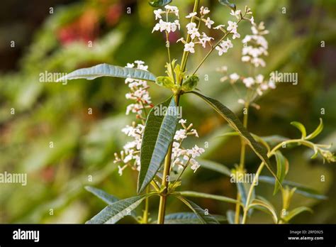 Lemon Verbena Lemon Beebrush Aloysia Citrodora Plant Leaves And