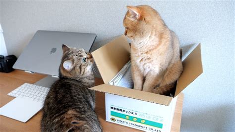 The Cardboard Box Is The Mother Cat Mimi S Secret Base Youtube