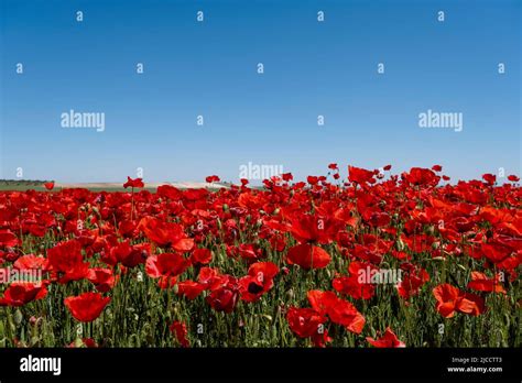 Red Poppy Papaver Rhoeas Wild Flowers Blooming In The Springtime