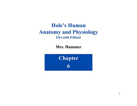 Chapter 6 Holes Human Anatomy And Physiology Eleventh Edition Mrs