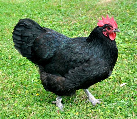 Raza De Gallina Australorp Origen Características Y Curiosidades