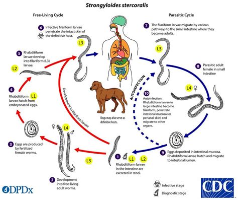 Life Cycle Of S Stercoralis Reproduced And Modified From Download Scientific Diagram