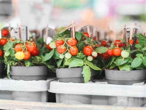 Comment cultiver des tomates en pot à lintérieur