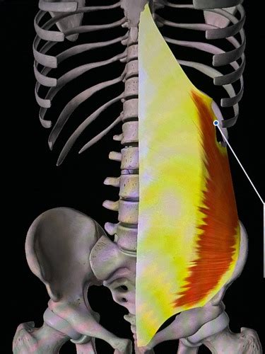 Inguinal Region Flashcards Quizlet