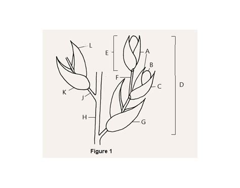 Monocot Top Quiz