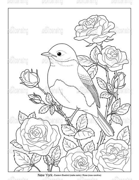 New York State Bird Coloring Page Coloring Pages