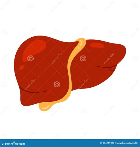 Human Healthy Liver Hepatic System Organ Internal Metabolic Organ