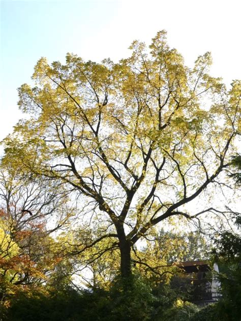 Juglans Mandshurica Manchurian Walnut Van Den Berk Nurseries