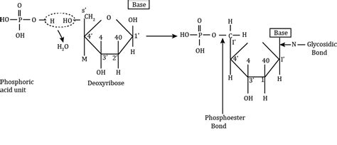 A Glycosidic Bond In A Nucleic Acid Is Present Between Its