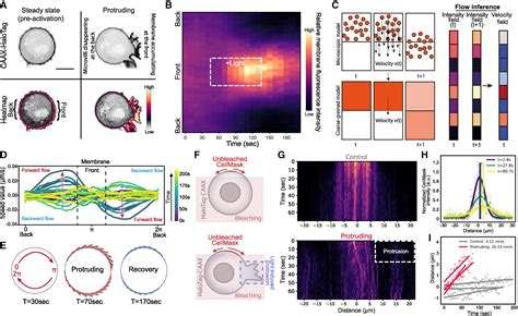 Cell Protrusions And Contractions Generate Long Range Membrane Tension