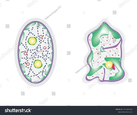 Nuclear Structure Cancer Cells Architecture Cell Stock Vector (Royalty ...