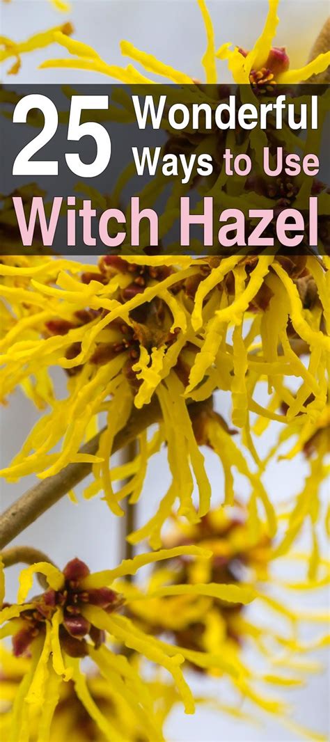 30 Surprising Uses For Witch Hazel Witch Hazel Uses Witch Hazel