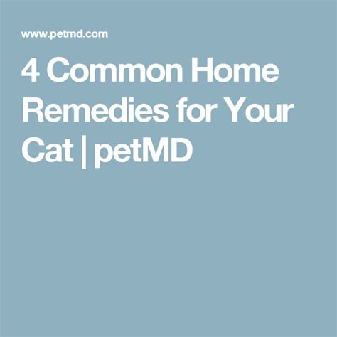 4 Common Home Remedies for Your Cat | petMD | Home remedies, Remedies, Cats