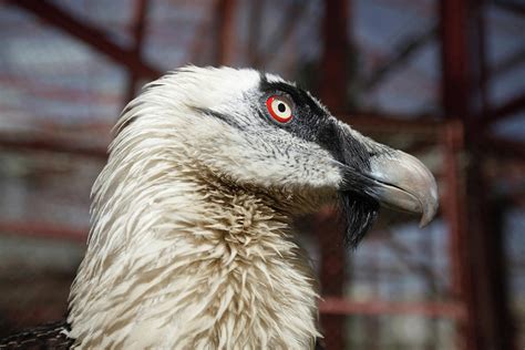 Bearded Vulture Is Pictured Photograph By Mohamed Al Sayaghi Pixels