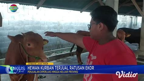 Ratusan Ekor Sapi Terjual Di Kabupaten Jombang Indosiar Regional Vidio