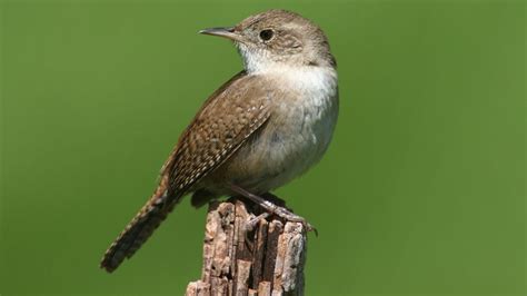 10 Types Of Wrens & How To Identify Each - SongbirdHub