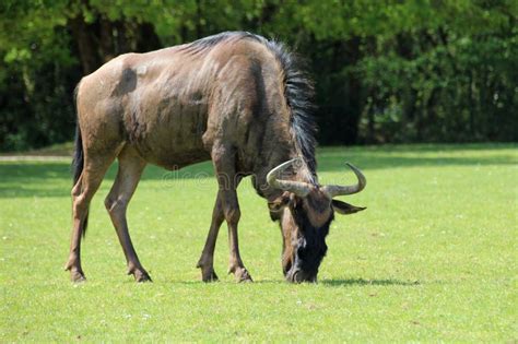 African Antelope (wildebeest) in a Zoo - France Stock Photo - Image of ...