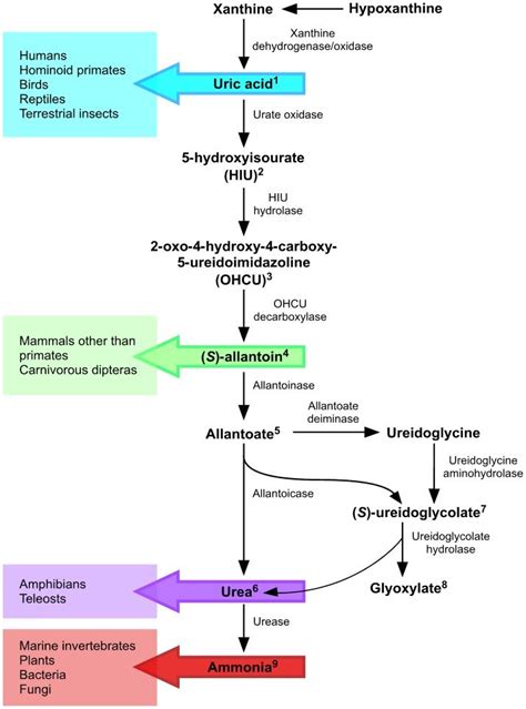 While Degradation Of Purines To Uric Acid Is Generally Conserved Among