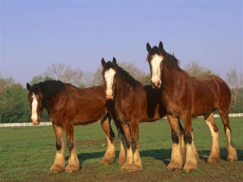 Cycling With A Clydesdale