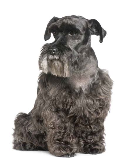 28 of The Cutest Schnauzer Dog Haircuts We Love – HairstyleCamp