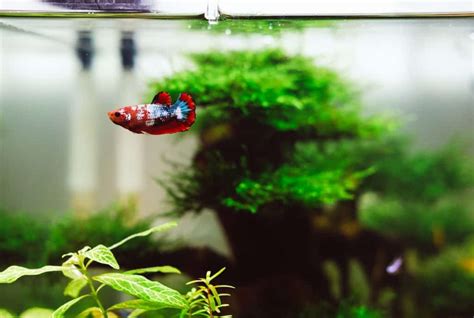 Toys That Bring Joy to Your Betta Fish's World