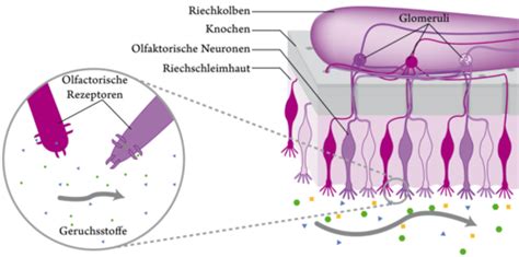 Wahrnehmung Chemische Sinne Karteikarten Quizlet