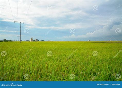 Beautiful Green Paddy Field Stock Image Image Of Agriculture