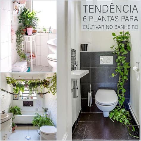 Tend Ncia Seis Plantas Para Cultivar No Banheiro Bathroom Toilet