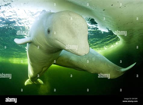 Beluga Whale Under Ice Delphinapterus Leucas White Sea Karelia