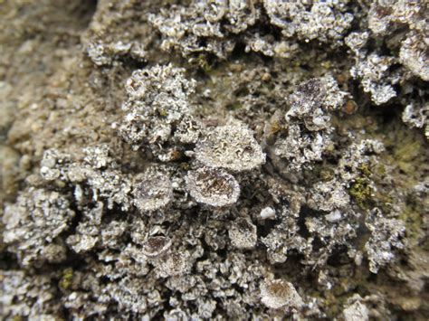 Hammer S Cup Lichen Lichens Of Mission Trails Regional Park Inaturalist