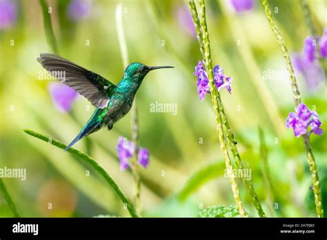 Beautiful Purple Hummingbirds