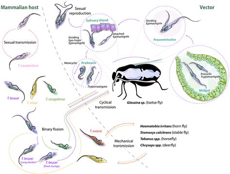 Trypanosoma Lewisi Labeled