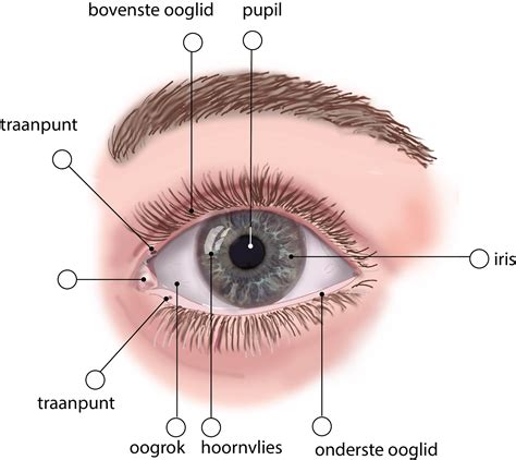 Slagter - Drawing Anatomy of the eye: anterior view - Dutch labels ...