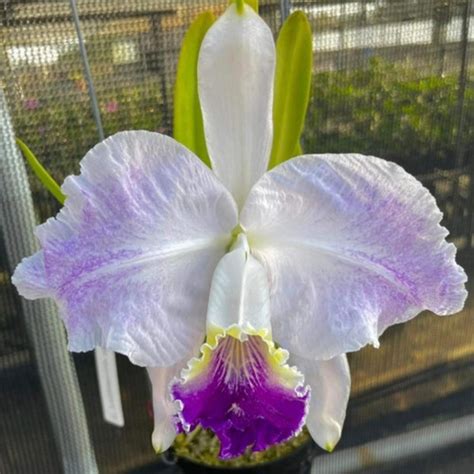 Cattleya Lueddemanniana Var Coerulea Flamea Ks X Self Website