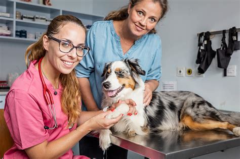 Veterinary Physical Exam Of Dogs Stock Photo Download Image Now 35