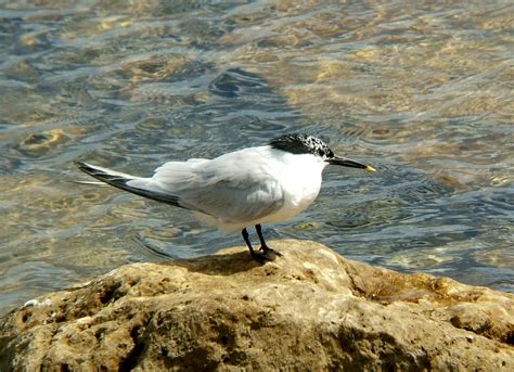 Sandwich Tern Sandwich Tern Thalasseus Sandvicensis Adult… Flickr