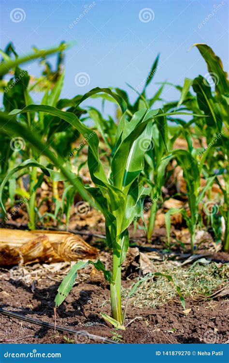 Fresh Green Green Corn Field Indian Farm Stock Photo Image Of