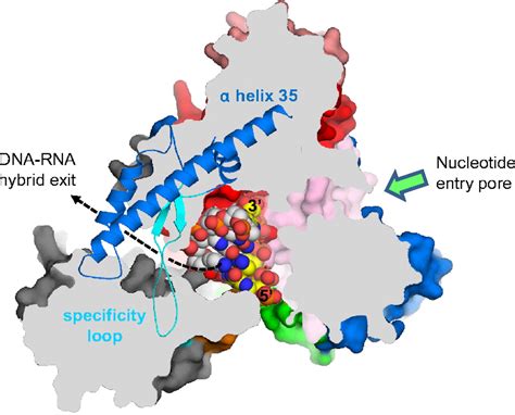 X Ray Crystal Structure Of The Polymerase Domain Of The Bacteriophage N4 Virion Rna Polymerase