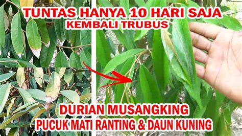 Cara Perawatan Durian Musang King Mati Ranting Daun Kuning