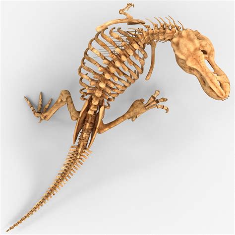 Dinosaur T Rex Bones Skeleton Lwo