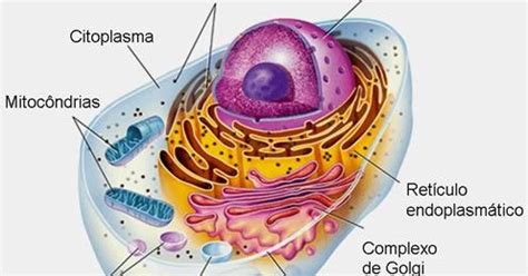 Biologando Citologia Organelas Citoplasmaticas